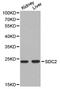 Syndecan 2 antibody, LS-C192898, Lifespan Biosciences, Western Blot image 