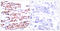 JunB Proto-Oncogene, AP-1 Transcription Factor Subunit antibody, LS-C117402, Lifespan Biosciences, Immunohistochemistry frozen image 