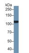 Folate Hydrolase 1 antibody, LS-C374527, Lifespan Biosciences, Western Blot image 