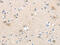 Solute Carrier Family 16 Member 11 antibody, CSB-PA808680, Cusabio, Immunohistochemistry frozen image 