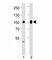 Sp1 Transcription Factor antibody, F52486-0.4ML, NSJ Bioreagents, Western Blot image 