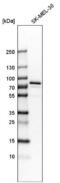 Glycogenin 2 antibody, NBP1-81814, Novus Biologicals, Western Blot image 