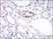 Melanoma Cell Adhesion Molecule antibody, NBP2-37318, Novus Biologicals, Immunohistochemistry frozen image 