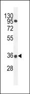 Proline Rich 19 antibody, PA5-48290, Invitrogen Antibodies, Western Blot image 
