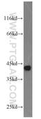 PDZ Binding Kinase antibody, 16110-1-AP, Proteintech Group, Western Blot image 