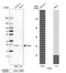 Transcription factor A, mitochondrial antibody, HPA040648, Atlas Antibodies, Western Blot image 