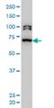 Bromodomain Containing 3 antibody, H00008019-M04, Novus Biologicals, Western Blot image 