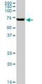 ATPase Family AAA Domain Containing 3A antibody, H00055210-B01P, Novus Biologicals, Western Blot image 