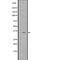 Spermidine Synthase antibody, abx218761, Abbexa, Western Blot image 