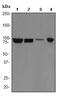 Cullin 1 antibody, ab75817, Abcam, Western Blot image 