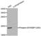 Eukaryotic Translation Initiation Factor 4E Binding Protein 1 antibody, abx000117, Abbexa, Western Blot image 