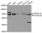 Autophagy Related 16 Like 1 antibody, abx001541, Abbexa, Western Blot image 