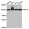 X-Ray Repair Cross Complementing 5 antibody, LS-C334351, Lifespan Biosciences, Western Blot image 