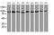 Phosphoinositide-3-Kinase Regulatory Subunit 5 antibody, MA5-26210, Invitrogen Antibodies, Western Blot image 