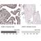 JunB Proto-Oncogene, AP-1 Transcription Factor Subunit antibody, NBP1-89544, Novus Biologicals, Immunohistochemistry paraffin image 