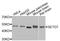 SET Domain Containing 7, Histone Lysine Methyltransferase antibody, STJ112026, St John