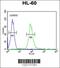 Interleukin 2 Receptor Subunit Gamma antibody, 63-952, ProSci, Immunofluorescence image 