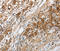 Neuropeptide Y Receptor Y1 antibody, STJ24803, St John