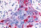 Macrophage Stimulating 1 Receptor antibody, MBS243278, MyBioSource, Immunohistochemistry frozen image 