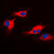 LTO1 Maturation Factor Of ABCE1 antibody, LS-B12972, Lifespan Biosciences, Immunofluorescence image 