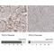 Transcription Factor Binding To IGHM Enhancer 3 antibody, NBP1-89976, Novus Biologicals, Immunohistochemistry paraffin image 