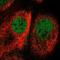 Cofilin 2 antibody, NBP2-38544, Novus Biologicals, Immunofluorescence image 