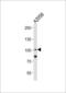 Prospero Homeobox 1 antibody, MBS9203553, MyBioSource, Western Blot image 