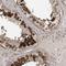 Centrin 3 antibody, PA5-57337, Invitrogen Antibodies, Immunohistochemistry frozen image 