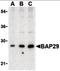 B Cell Receptor Associated Protein 29 antibody, orb86683, Biorbyt, Western Blot image 