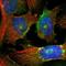 PODXL antibody, HPA002110, Atlas Antibodies, Immunofluorescence image 