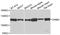 Dynamin 2 antibody, orb135393, Biorbyt, Western Blot image 