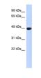 Aurora Kinase C antibody, orb330713, Biorbyt, Western Blot image 