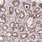 Treacher Collins syndrome protein antibody, NBP1-86909, Novus Biologicals, Immunohistochemistry frozen image 