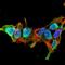 Mitofusin 2 antibody, NBP2-42188, Novus Biologicals, Immunofluorescence image 