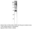 Neural Cell Adhesion Molecule 1 antibody, CD56-101AP, FabGennix, Western Blot image 