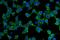 CD86 antibody, A00220-3, Boster Biological Technology, Immunofluorescence image 