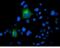 Folate Hydrolase 1 antibody, NBP2-73686, Novus Biologicals, Immunocytochemistry image 
