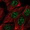 WW Domain Binding Protein 2 antibody, NBP2-49456, Novus Biologicals, Immunofluorescence image 