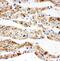 DHSB antibody, PA1718, Boster Biological Technology, Immunohistochemistry frozen image 