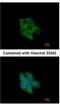 Glutaredoxin 3 antibody, NBP2-20767, Novus Biologicals, Immunocytochemistry image 