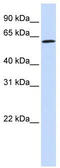Ecto-NOX disulfide-thiol exchanger 1 antibody, TA343865, Origene, Western Blot image 