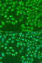 Tripartite Motif Containing 22 antibody, 19-706, ProSci, Immunofluorescence image 