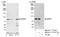 WD Repeat Domain 91 antibody, NB100-77307, Novus Biologicals, Western Blot image 