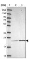 Methyltransferase Like 26 antibody, PA5-60581, Invitrogen Antibodies, Western Blot image 