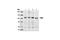 Protein Tyrosine Kinase 2 Beta antibody, 3292S, Cell Signaling Technology, Western Blot image 