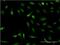 Small Nuclear RNA Activating Complex Polypeptide 4 antibody, H00006621-M07, Novus Biologicals, Immunofluorescence image 