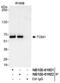 Target Of Myb1 Membrane Trafficking Protein antibody, NB100-61601, Novus Biologicals, Western Blot image 