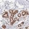 SIK Family Kinase 3 antibody, HPA045245, Atlas Antibodies, Immunohistochemistry frozen image 