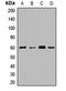 Chromodomain Y-Linked 1B antibody, LS-C668914, Lifespan Biosciences, Western Blot image 