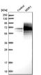 CD204 antibody, HPA000272, Atlas Antibodies, Western Blot image 